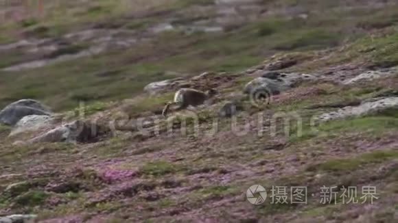山野兔，莱普斯胆怯，在林紫石楠在山坡在凯恩斯NP，苏格兰7月。