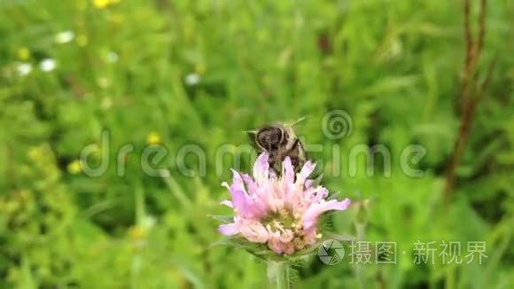 蜜蜂授粉花视频