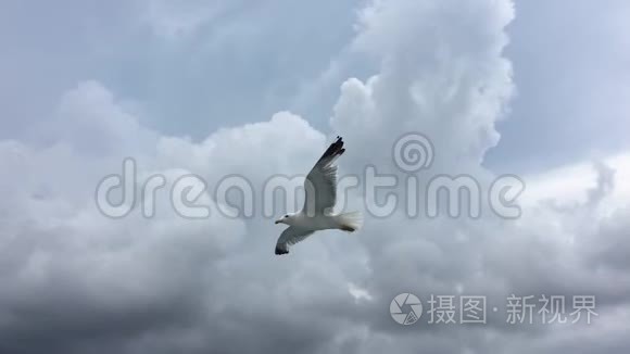 海鸥在蓝天背景上飞翔。