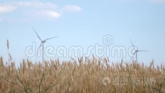 小麦小穗成熟区两个旋转风车视频