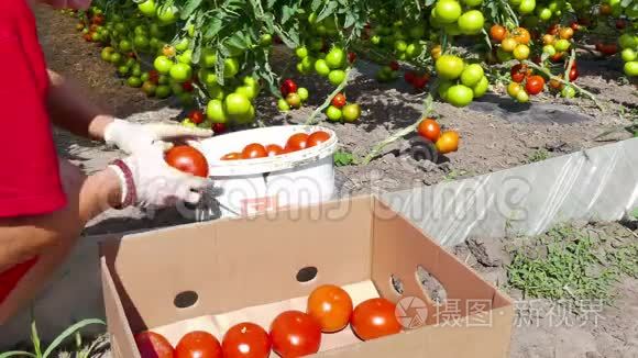 准备上市的种植园番茄