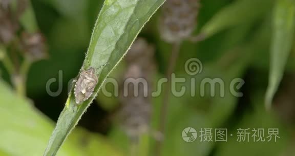 虫子在植物的叶子上视频