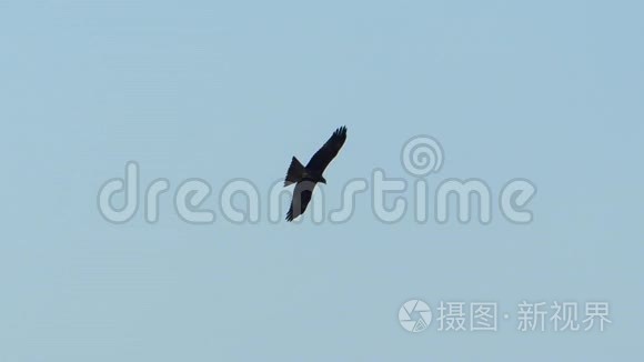 白天在蓝天和阳光照射下飞翔的印度斑鹰
