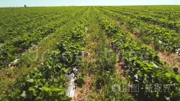 两个女孩在草莓园采摘草莓，无人驾驶视野