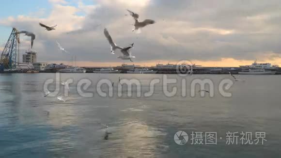 海鸟飞过大海视频