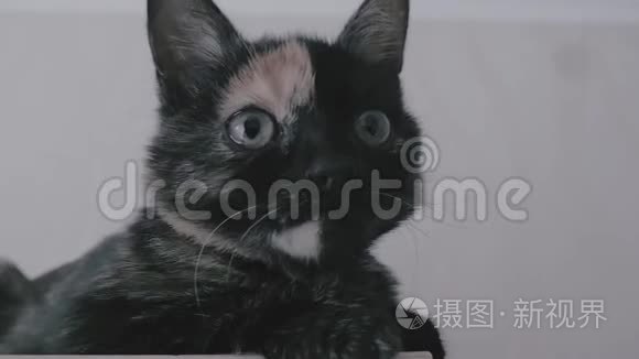 滑稽的大眼睛猫。 面部特写。 宏观