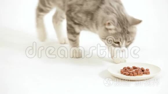 猫肉食品视频