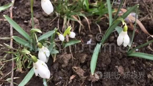 雪花在风中摇曳