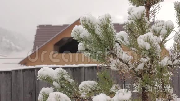 木屋背景上的一棵融雪的松树视频