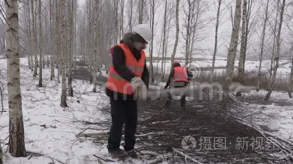 伐木工人在桦树林中分类树枝视频