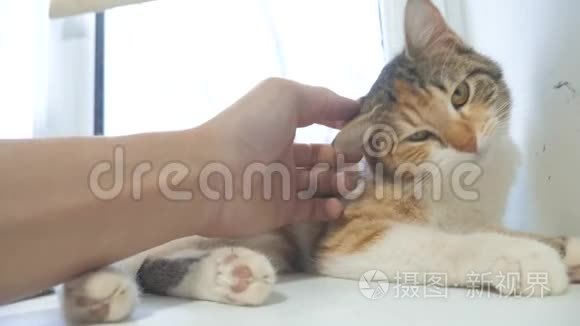 有趣的视频猫。 猫试图从躺在桌子上的窗台上掉下来。 慢动作视频。 三色猫宠物