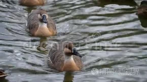 一群鹅在秋天的日子里游泳视频