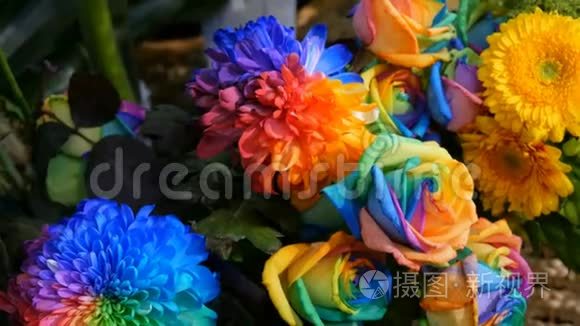 美丽异常有趣的多色彩虹牡丹，雏菊，玫瑰.. 花卉的选择，不寻常的花色