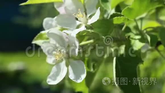 开花苹果树。 在风中射出的白色花朵