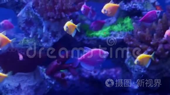 荧光鱼在水族馆里游泳视频