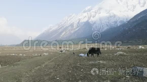 喜马拉雅牦牛在尼泊尔山区吃草. 玛纳斯鲁巡回跋涉。