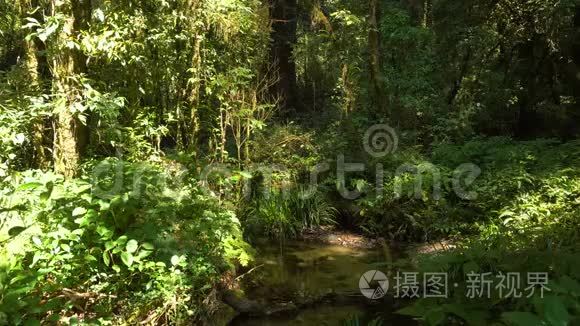 卢什热带丛林雨林的新鲜溪流视频