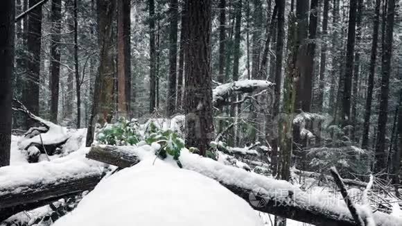 森林日志埋在雪中视频