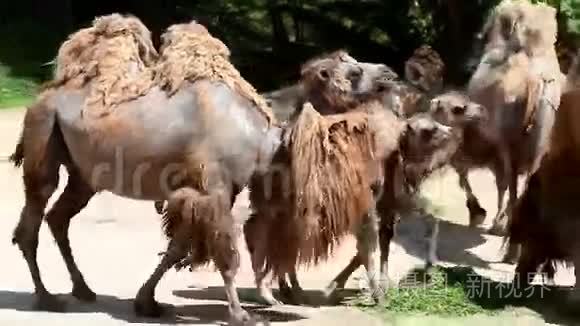 骆驼走来走去