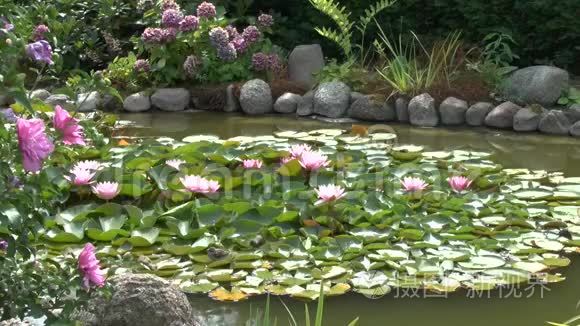 麻雀在花园的池塘里沐浴着睡莲