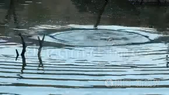 河马在湖里浮出水面视频