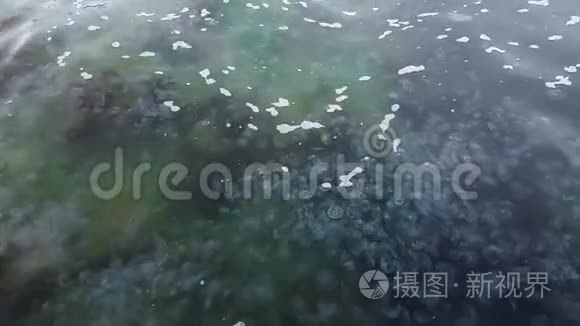 大量水母在海水中跳动视频