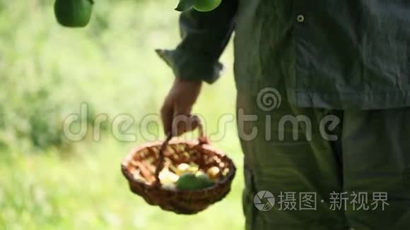 农民在篮子里摘梨视频