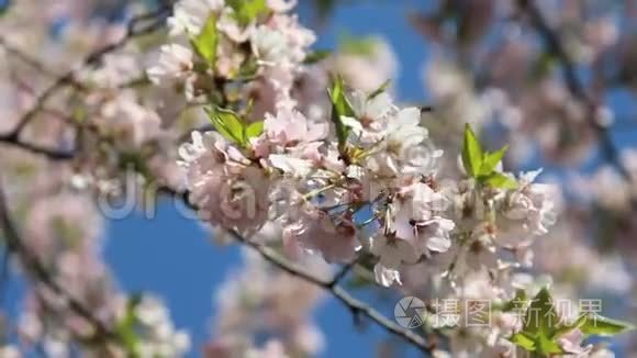 跳动的樱花枝视频