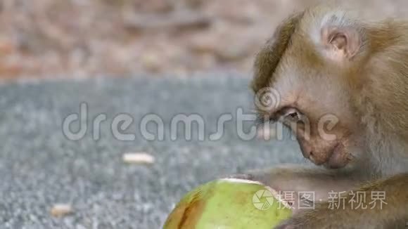 小猴子吃椰子视频