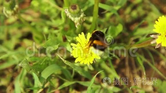 大黄蜂收集花粉视频