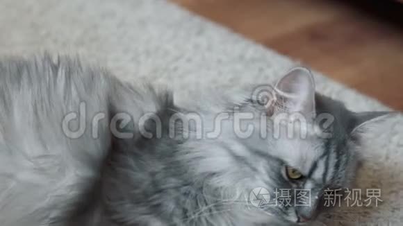 一只灰毛绒的猫在地毯上休息视频