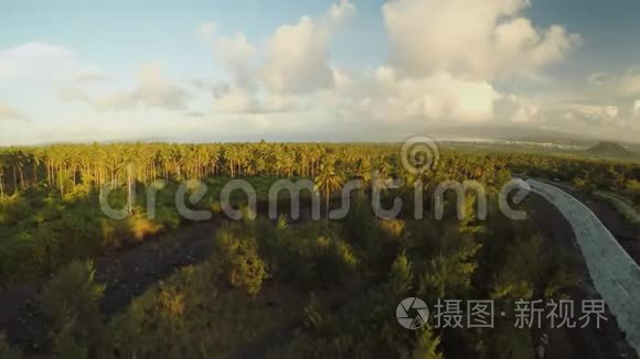 日落时分，马永火山脚下的棕榈丛林。 菲律宾。