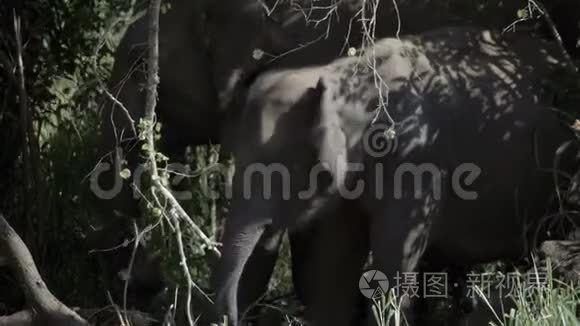 大象小牛与母亲一起放牧