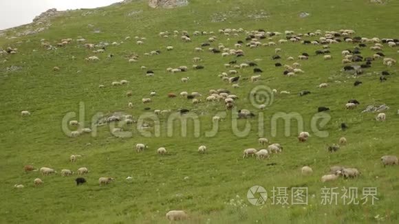 在山坡上放牧羊群视频