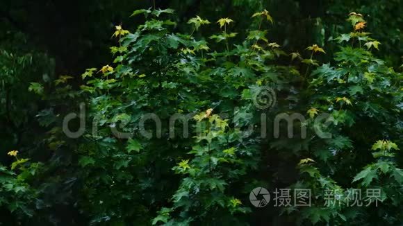 雨中树木绿叶的景色