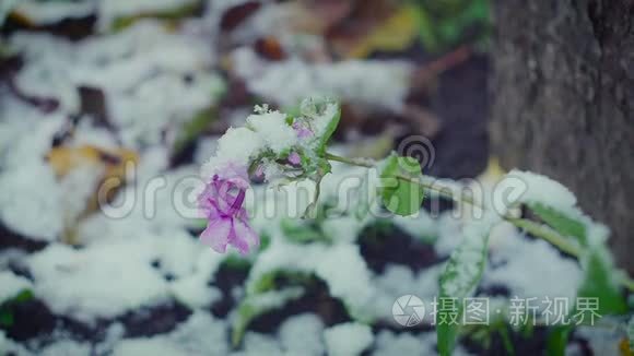 清新的花朵在大风和雪的特写视频