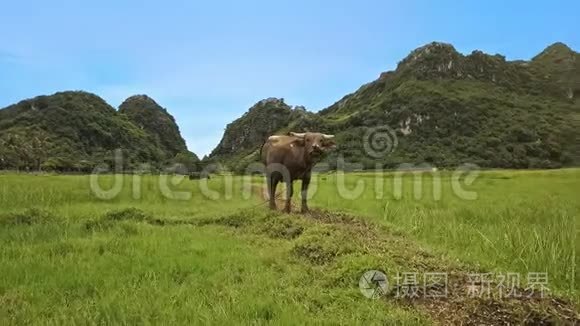 年轻的水牛在草地上看着和跟随着无人机