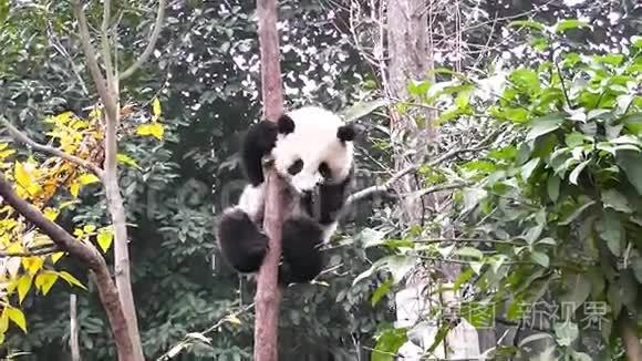 大熊猫宝宝视频