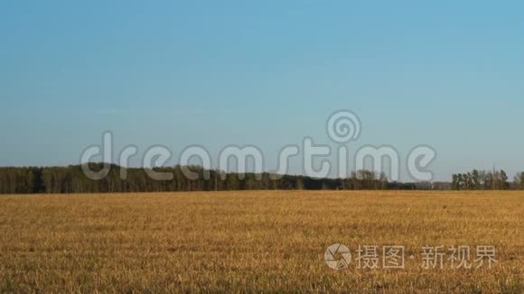 在蓝天下播种麦田视频