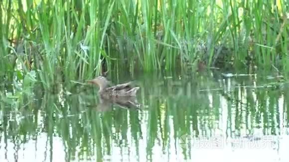 水禽鸭在河面游泳视频
