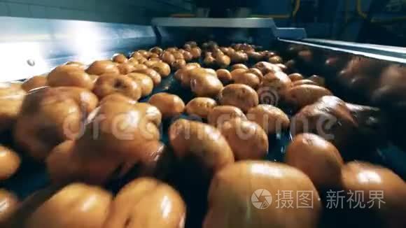 工厂输送机正在运输新鲜土豆视频