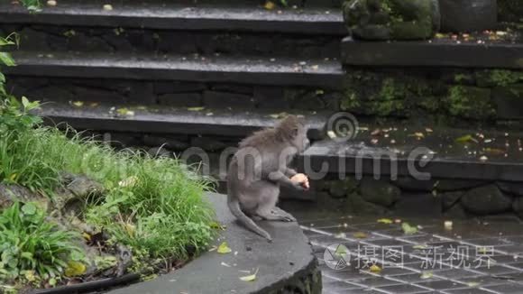 猴子在印尼巴厘岛猴林中跳跃视频