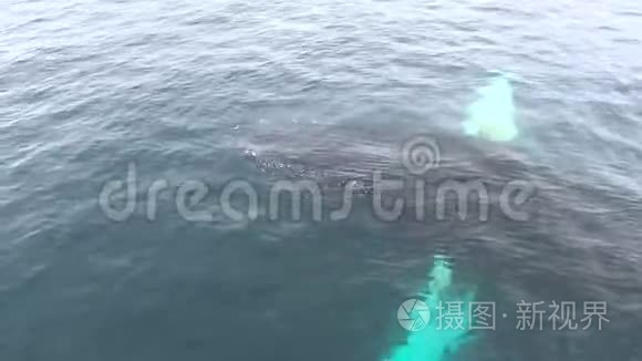 一条大鲸鱼慢慢地从水里冒出来视频