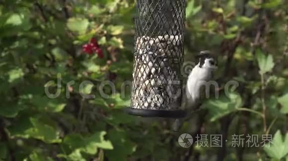 树麻雀在喂鸟器上视频