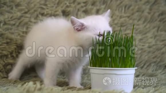 白小猫，嗅着盆栽的草..