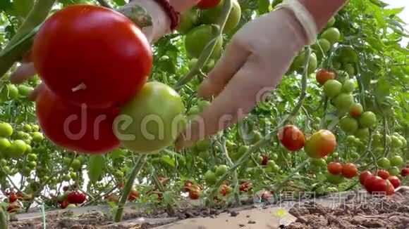 成熟的西红柿在温室里生长