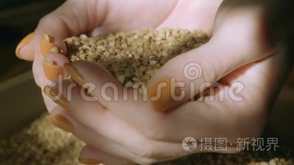 女人用手在自然光线下抓荞麦视频