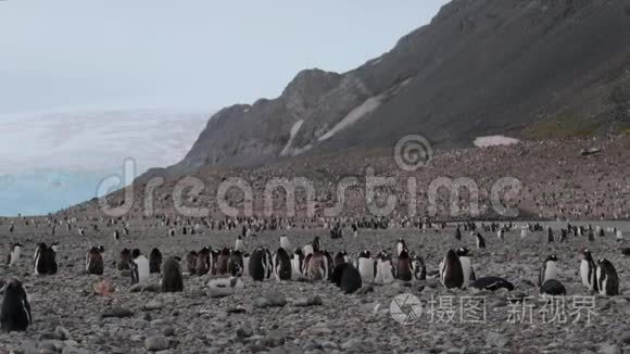 企鹅生活在山腰上，有岩石