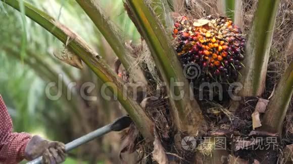 在泰国收获棕榈油果实视频