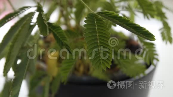 敏感植物含羞草视频